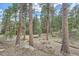 Forested lot is a perfect spot for nature lovers, with mature trees and natural vegetation at 28669 Mountain View Rd, Conifer, CO 80433