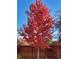 Image showing a vibrant red tree in backyard against a backdrop of wooden fence and blue sky at 20040 E Doane Dr, Aurora, CO 80013