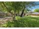 Large, grassy backyard featuring mature trees and a shed, perfect for outdoor activities at 1975 Cody St, Lakewood, CO 80215