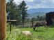 A majestic deer grazes in the lush backyard, showcasing the tranquil natural setting of the property at 31755 Ponderosa Way, Evergreen, CO 80439