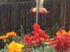Hummingbird enjoying the bright red and yellow flowers in the colorful garden at 31755 Ponderosa Way, Evergreen, CO 80439