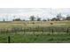 A field with horses grazing under the sky, this property would be great for equestrian pursuits at 2091 Tate Ave, Fort Lupton, CO 80621