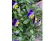 Close-up of purple and yellow pansy flowers in bloom at 1890 Argentine St # D203, Georgetown, CO 80444