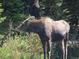 Beautiful view of a wild moose eating in a scenic meadow area at 1890 Argentine St # D203, Georgetown, CO 80444