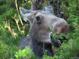 Close up of a beautiful wild moose eating twigs in a scenic wooded area at 1890 Argentine St # D203, Georgetown, CO 80444