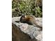 Scenic view of a squirrel enjoying a nut on a rock out in nature at 1890 Argentine St # D203, Georgetown, CO 80444