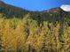 Scenic landscape view of aspen trees turning colors and green pine trees in the background at 1890 Argentine St # D203, Georgetown, CO 80444