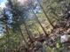 Sunlight filters through pine trees on a rocky hillside at 1890 Argentine St # D203, Georgetown, CO 80444