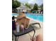 Relaxing poolside with refreshing drinks and a stylish sun hat by the community pool and lounge chairs at 3035 S Indiana St, Lakewood, CO 80228