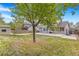 Fenced backyard with green grass and mature tree, and large concrete patio, perfect for outdoor entertaining at 524 Rider Ridge Dr, Longmont, CO 80504