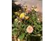 Close-up of a lovely rose bush with yellow and pink flowers and lush green leaves, perfect for a garden setting at 4814 Kingbird Dr, Frederick, CO 80504