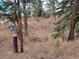 Outdoor spigot featuring pine trees and other natural vegetation in the surrounding area at 10550 Highway 73, Conifer, CO 80433