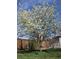 Tree covered in beautiful white blossoms on a sunny day at 5668 S Foresthill St, Littleton, CO 80120