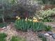 Picturesque garden with yellow Iris flowers, stones and decorative mulch at 5668 S Foresthill St, Littleton, CO 80120