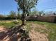 Spacious backyard with potential for customization, featuring a mature tree and some seating at 1151 Revere St, Aurora, CO 80011