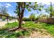 Backyard with mature tree, lawn, and shed at 1151 Revere St, Aurora, CO 80011