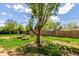 Backyard with mature tree, bench, and lawn at 1151 Revere St, Aurora, CO 80011