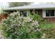 Charming brick home partially obscured by flowering shrubbery and natural landscaping at 305 Cottonwood Ct, Longmont, CO 80501