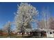Exterior shot of house behind a large flowering tree with a bright blue sky at 305 Cottonwood Ct, Longmont, CO 80501