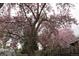 Lovely pink flowering tree adding charm to the yard near a deck and complementing a gray sky at 305 Cottonwood Ct, Longmont, CO 80501