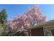 Beautiful flowering pink tree adding charm to the yard near a brick building and complementing a bright blue sky at 305 Cottonwood Ct, Longmont, CO 80501
