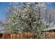Beautiful flowering tree in full bloom, adding charm to the yard and complementing the wooden fence and clear blue sky at 305 Cottonwood Ct, Longmont, CO 80501