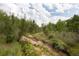 A lush creek area, is perfect for nature walks and exploring the beautiful outdoors at 7794 Louviers Blvd, Louviers, CO 80131