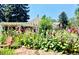 Beautiful home with a blossoming garden, pergola, and stone pathway to the front at 7794 Louviers Blvd, Louviers, CO 80131