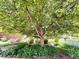 Mature tree offering ample shade, complemented by lush landscaping and garden area at 1111 Maxwell Ave # 228, Boulder, CO 80304