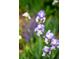 Close-up of vibrant purple Iris flowers in a garden setting, adding natural beauty and charm at 9502 W Hialeah Pl, Littleton, CO 80123