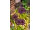 Close-up of purple allium flowers in a garden setting, showing vibrant color and unique textures at 9502 W Hialeah Pl, Littleton, CO 80123
