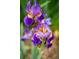 Close-up of a beautiful arrangement of purple Iris flowers in bloom, showcasing their intricate details and vibrant colors at 9502 W Hialeah Pl, Littleton, CO 80123