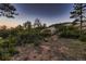 Natural backyard featuring mature trees, native shrubs, and a tranquil setting at 6100 Apache Dr, Larkspur, CO 80118