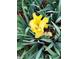 Striking yellow iris in full bloom, surrounded by lush green foliage at 971 Elm Pl, Thornton, CO 80229
