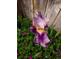 A purple iris flower is surrounded by smaller pink flowers and lush greenery at 971 Elm Pl, Thornton, CO 80229