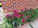 Vibrant pink flowers planted along a brick wall, adding a touch of color to the exterior at 971 Elm Pl, Thornton, CO 80229