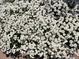 Abundant field of white daisy flowers, enhancing the property with natural beauty at 971 Elm Pl, Thornton, CO 80229