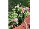 Beautiful pink roses bloom in a well-mulched garden bed, adding charm to the property at 971 Elm Pl, Thornton, CO 80229