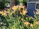 Beautiful orange lilies adorn the garden at 971 Elm Pl, Thornton, CO 80229