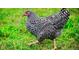 A close-up shot of a barred rock chicken standing in a lush green grassy area at 10380 W Warren Ave, Lakewood, CO 80227