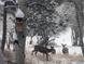 Backyard with snow showing deer walking around at 23626 Genesee Village Rd, Golden, CO 80401