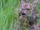 A deer fawn blends in with the grassy terrain at 23626 Genesee Village Rd, Golden, CO 80401