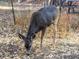 Deer grazing peacefully in a serene natural setting, enhancing the neighborhood's charm at 23626 Genesee Village Rd, Golden, CO 80401