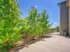 Backyard features a wood fence, concrete patio, mature trees, and low maintenance landscaping at 17186 E Cedar Gulch Dr, Parker, CO 80134