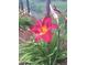 Vibrant red and yellow lilies, adding a splash of color to the property's lush landscaping at 5475 W Ottawa Ave, Littleton, CO 80128