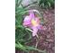 Close-up of a lavender and yellow daylily in a mulch garden bed at 5475 W Ottawa Ave, Littleton, CO 80128