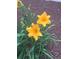 Close-up of vibrant yellow daylilies in a mulch garden bed at 5475 W Ottawa Ave, Littleton, CO 80128