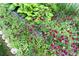 Vibrant garden showcasing lush greenery, colorful blooms, and textured foliage for a serene outdoor space at 7665 Grady Cir, Castle Rock, CO 80108