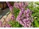 Close-up of lush landscaping featuring blooming lilac bushes and a gravel path at 7665 Grady Cir, Castle Rock, CO 80108