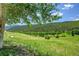 Sprawling green landscape with mature trees and a clear blue sky, creating a picturesque natural setting at 153 Gold Run Trl, Idaho Springs, CO 80452